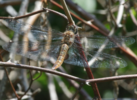 Spot-winged